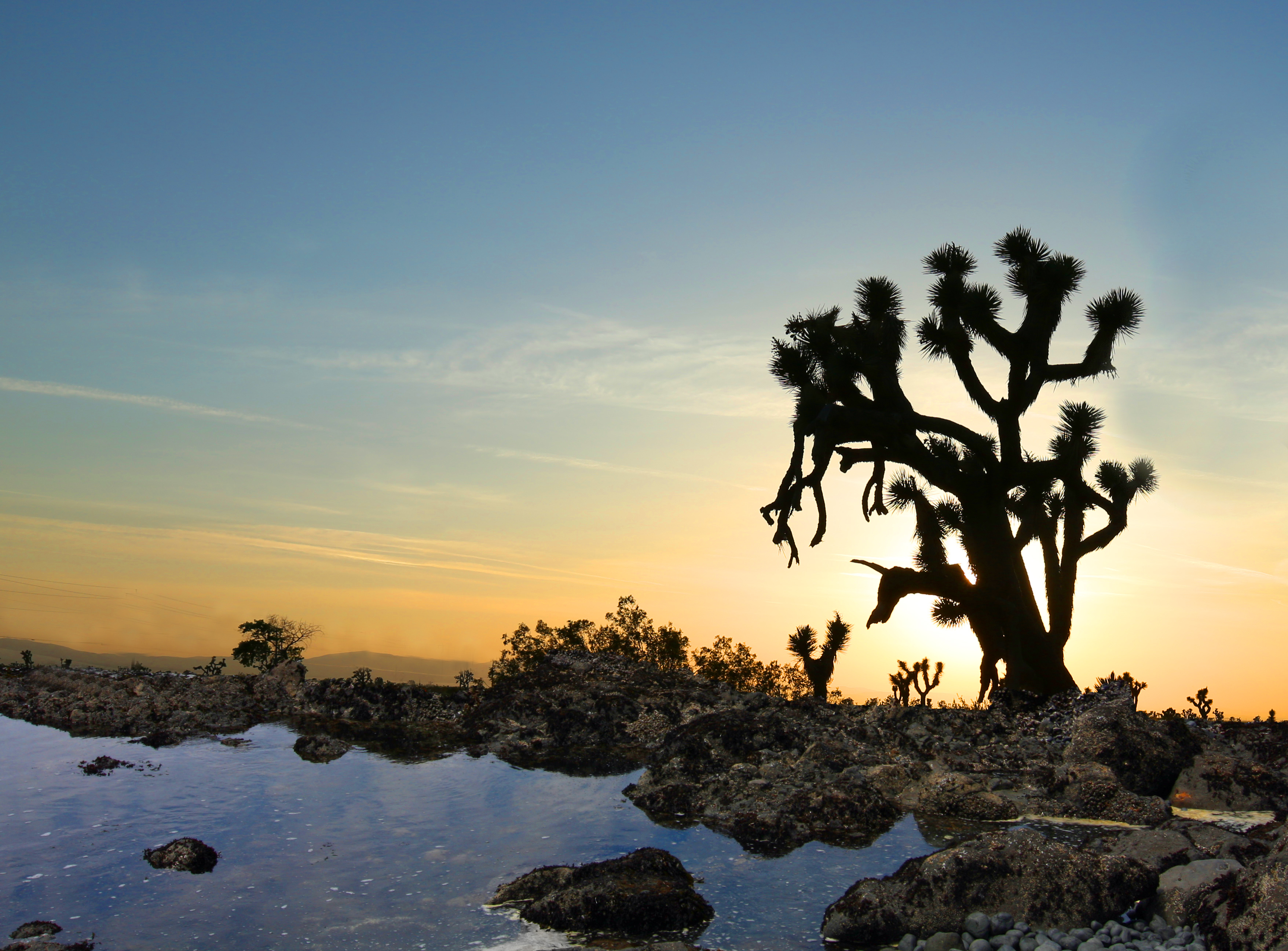 Desert Oasis (14182074104)