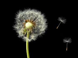 Dandelion clock